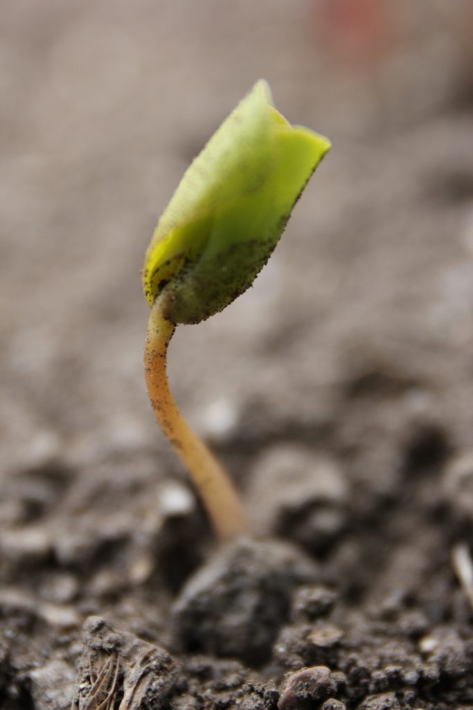 そばの赤ちゃん