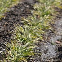 大麦若葉　青汁を飲みやすくします