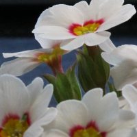 友人とサクラソウ