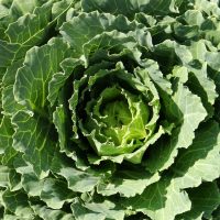 ケール　元祖青汁