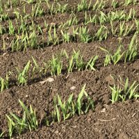 大麦若葉　食物繊維がスゴすぎる