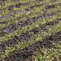 大麦若葉　成分的な特徴