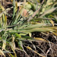 大麦若葉　SOD酵素、抗酸化物質