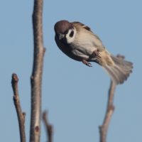 2016年の出来事　5.ものづくり補助金