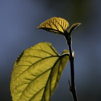 桑の葉のパワー