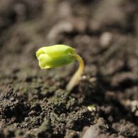 そばゾクゾクと発芽中