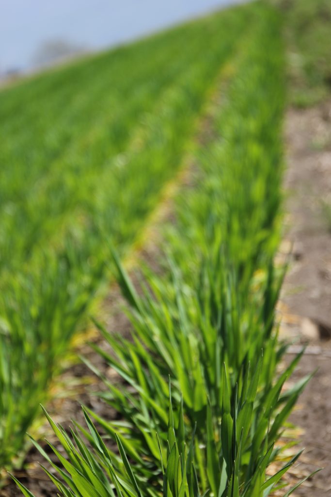 大麦がグングン成長