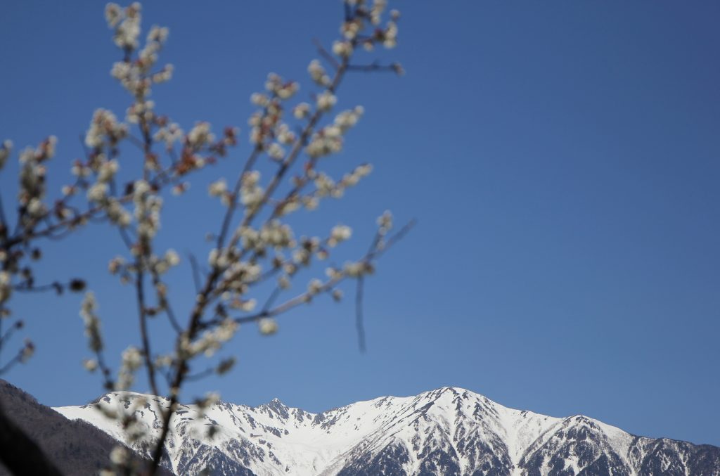 駒ケ岳と梅
