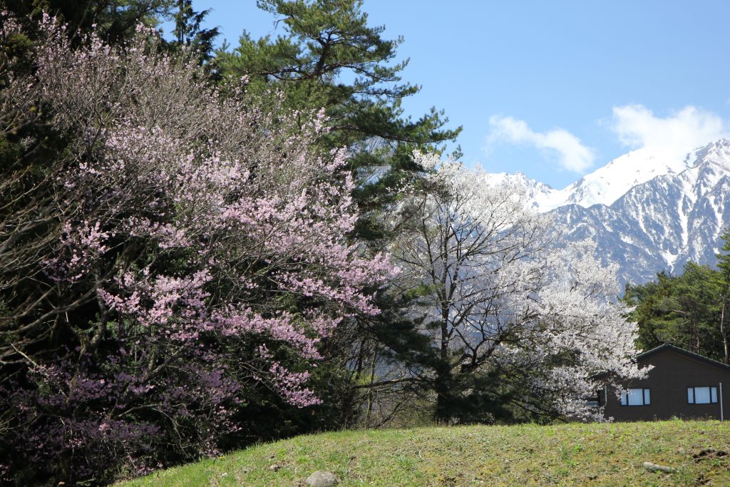 空木岳と桜