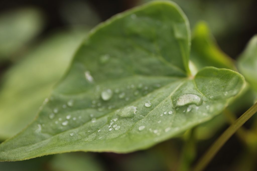 朝露とそばの葉