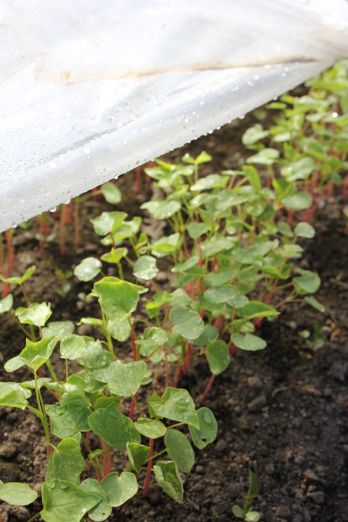 そば大きくなってきました。