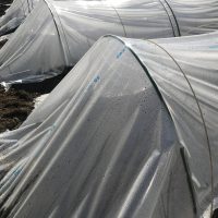 タネまきました。