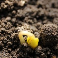 そばの芽が出ました