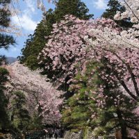 光前寺の桜
