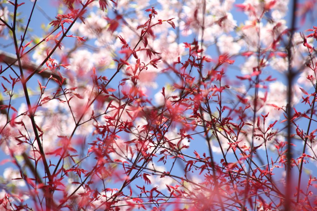 もみじの新芽が出てきました。