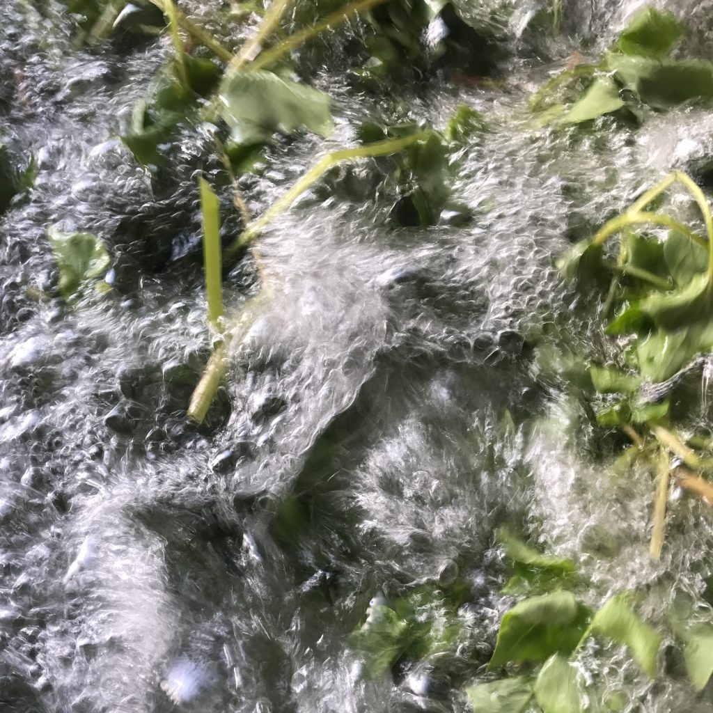 ソバの葉を洗います。