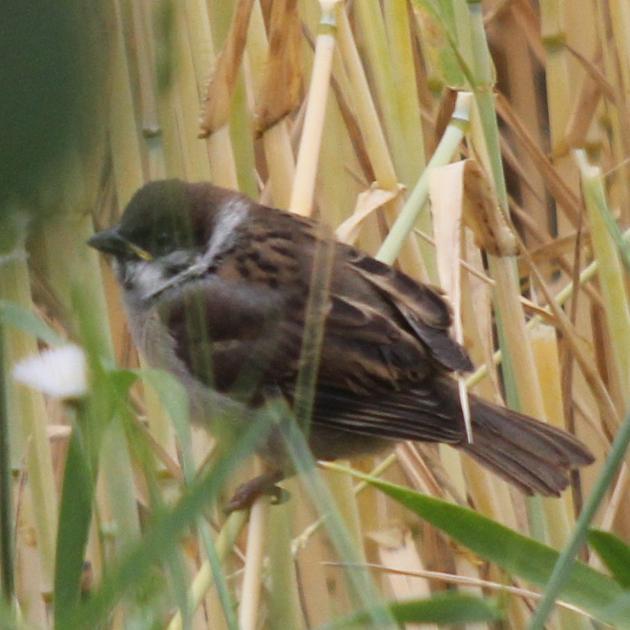 かわいいスズメ