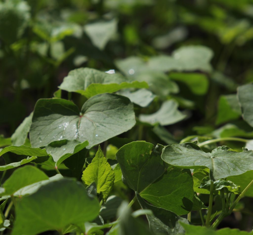 そばも大きくなってます。