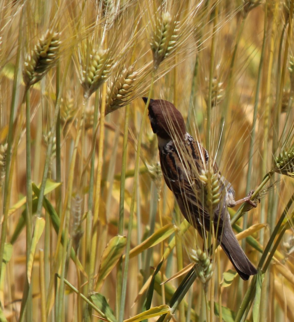 おいしそうな麦