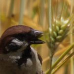 お食事中のすずめ