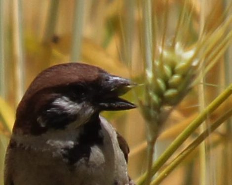 お食事中のすずめ