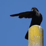 カラスの親分？