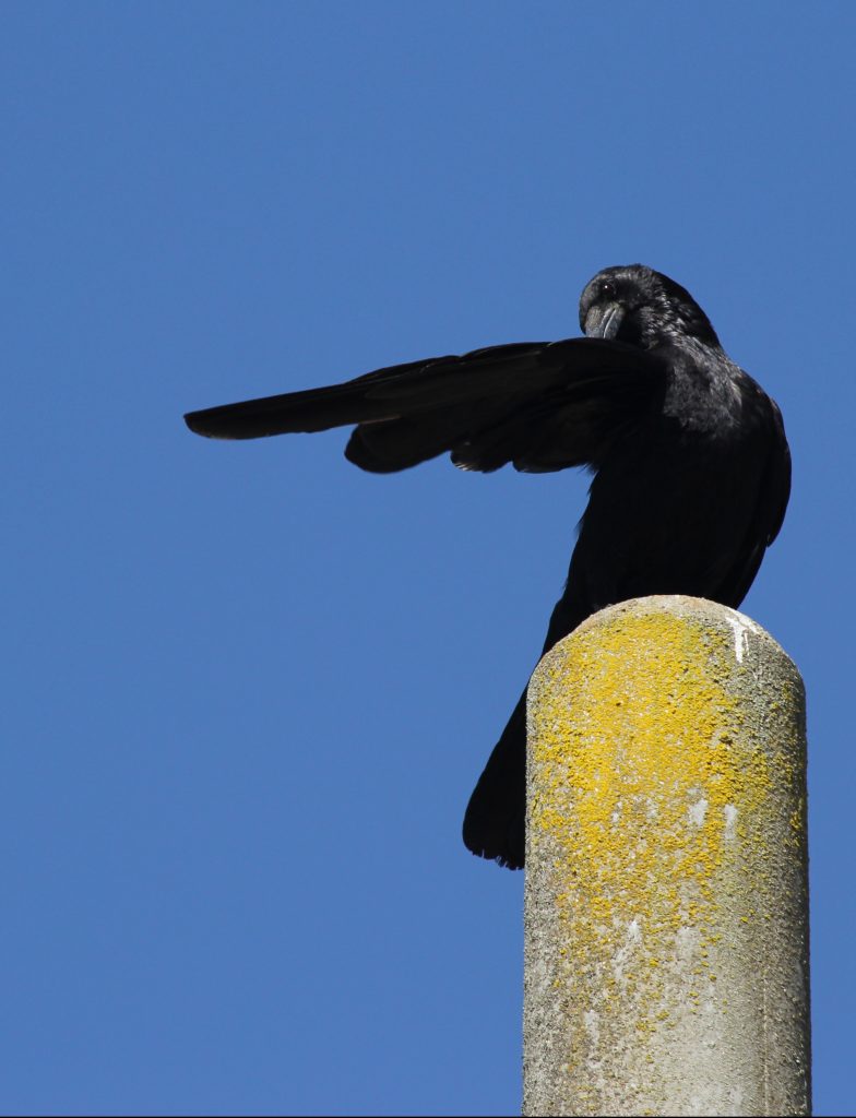 カラスの親分？