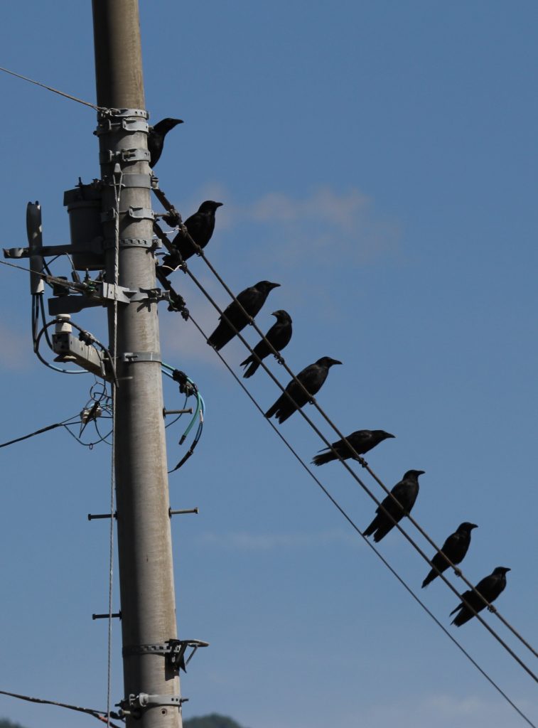 気がつくとこんなにカラスが