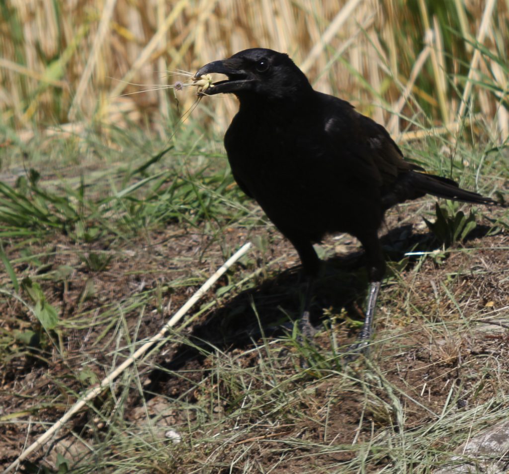 麦を食べるカラス