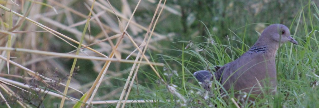 麦を食べ飽きたのかな？