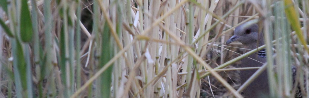 畑の中に分け入ります。