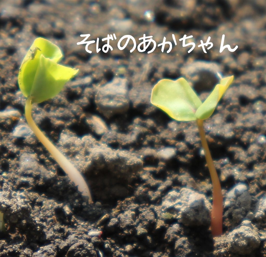 そばのあかちゃん