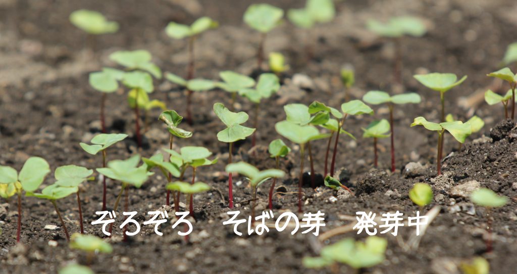 そばの芽が出てきました。