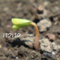 そばの芽が出ました〜
