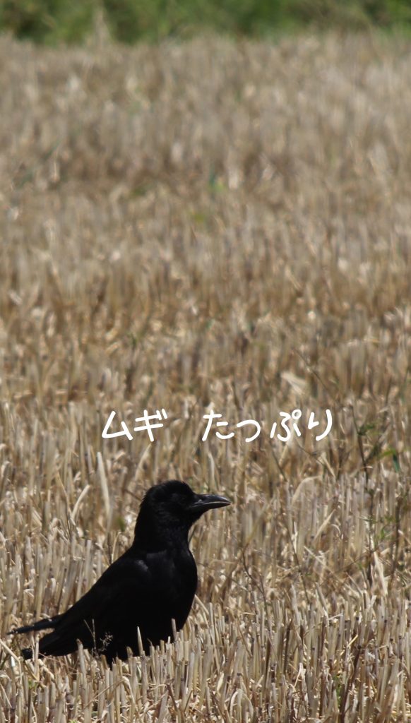 ムギを食べるカラス