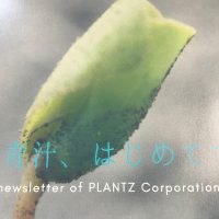 青汁をつくるためにやったこと