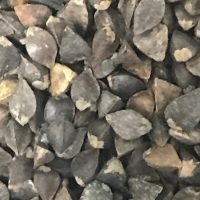 青汁用にそばのタネを用意しました。