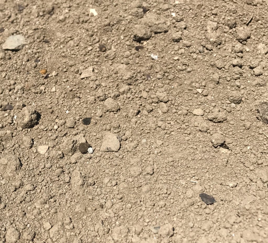 タネをばらまきました。