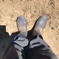 そばのタネをまいた後で起こること