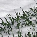 季節外れの大雪で大麦が埋まってしまいました。