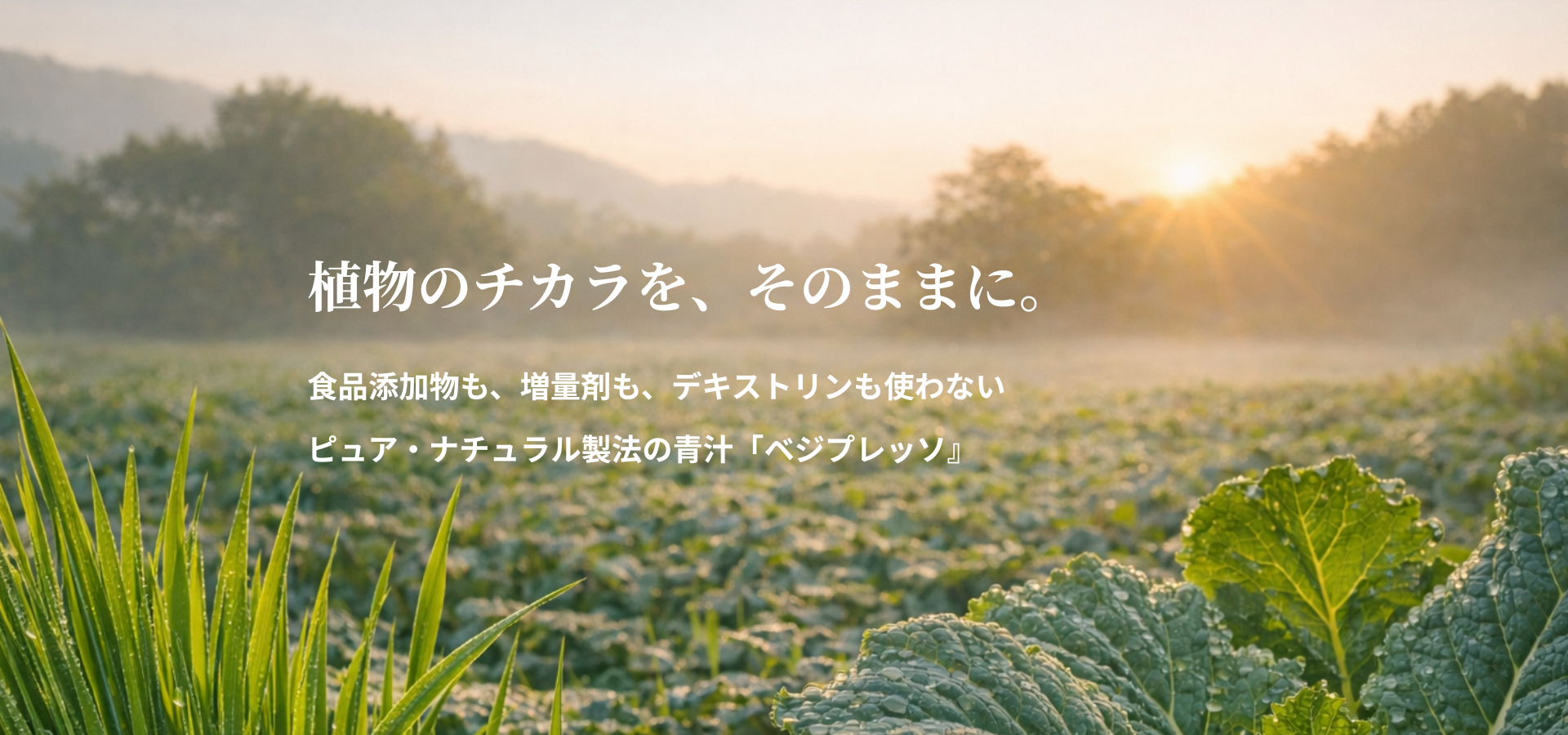 無添加青汁「ベジプレッソ」食品添加物も、増量剤も、デキストリンも使わないピュア・ナチュラル製法の青汁「ベジプレッソ」デキストリンフリー